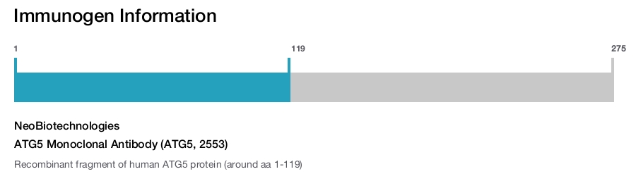 ATG5 Monoclonal Antibody (ATG5, 2553)