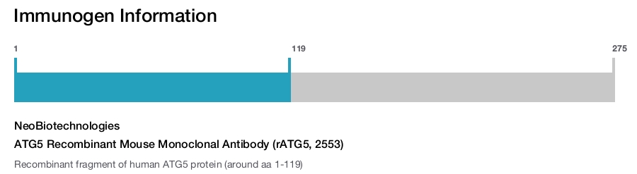 ATG5 Recombinant Mouse Monoclonal Antibody (rATG5, 2553)