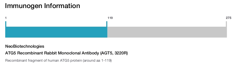 ATG5 Recombinant Rabbit Monoclonal Antibody (AGT5, 3220R)