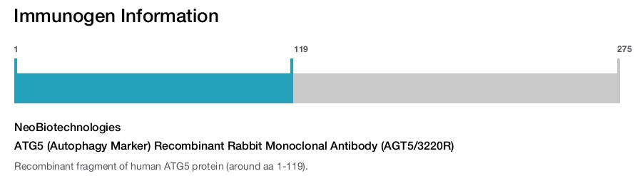 ATG5 (Autophagy Marker) Recombinant Rabbit Monoclonal Antibody (AGT5/3220R)