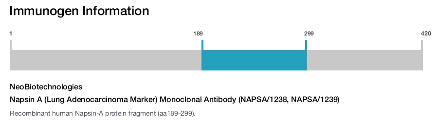 Napsin A (Lung Adenocarcinoma Marker) Monoclonal Antibody (NAPSA/1238, NAPSA/1239)