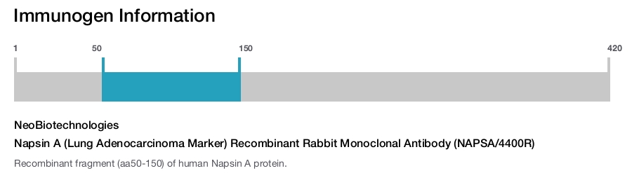 Napsin A (Lung Adenocarcinoma Marker) Recombinant Rabbit Monoclonal Antibody (NAPSA/4400R)