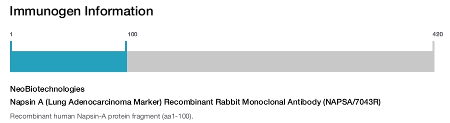 Napsin A (Lung Adenocarcinoma Marker) Recombinant Rabbit Monoclonal Antibody (NAPSA/7043R)