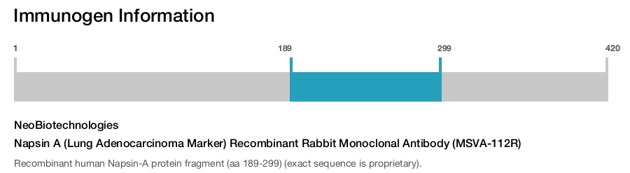 Napsin A (Lung Adenocarcinoma Marker) Recombinant Rabbit Monoclonal Antibody (MSVA-112R)