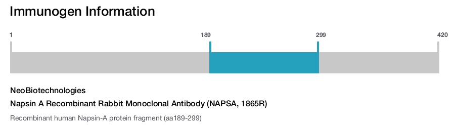 Napsin A Recombinant Rabbit Monoclonal Antibody (NAPSA, 1865R)