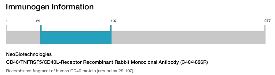 CD40/TNFRSF5/CD40L-Receptor Recombinant Rabbit Monoclonal Antibody (C40/4826R)