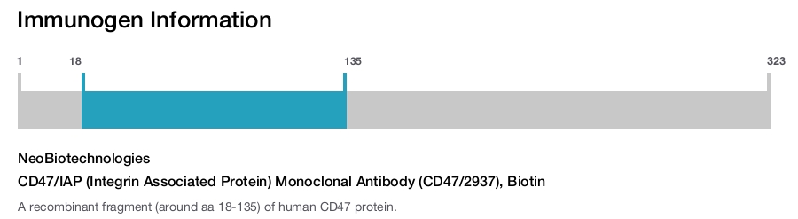 CD47/IAP (Integrin Associated Protein) Monoclonal Antibody (CD47/2937), Biotin