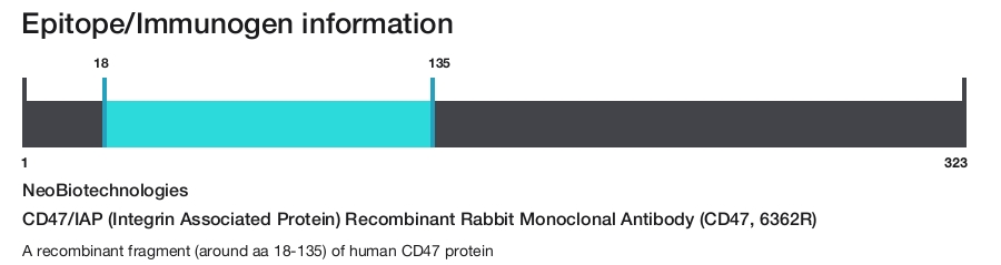 CD47/IAP (Integrin Associated Protein) Recombinant Rabbit Monoclonal Antibody (CD47, 6362R)