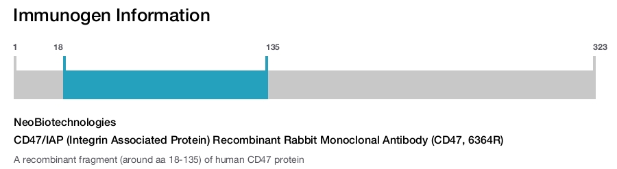 CD47/IAP (Integrin Associated Protein) Recombinant Rabbit Monoclonal Antibody (CD47, 6364R)