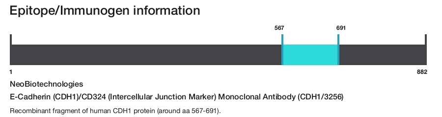 E-Cadherin (CDH1)/CD324 (Intercellular Junction Marker) Monoclonal Antibody (CDH1/3256)