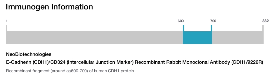 E-Cadherin (CDH1)/CD324 (Intercellular Junction Marker) Recombinant Rabbit Monoclonal Antibody (CDH1/9226R)