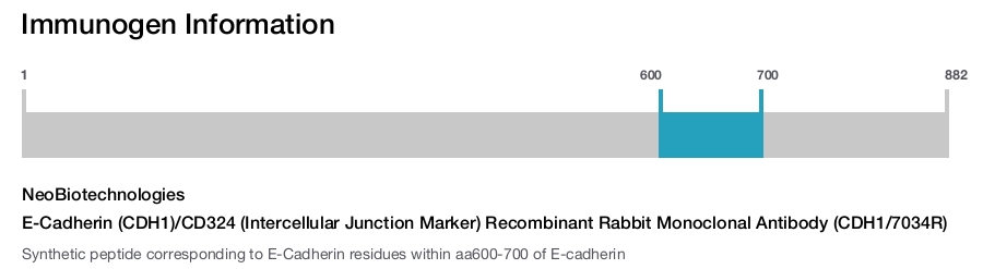 E-Cadherin (CDH1)/CD324 (Intercellular Junction Marker) Recombinant Rabbit Monoclonal Antibody (CDH1/7034R)