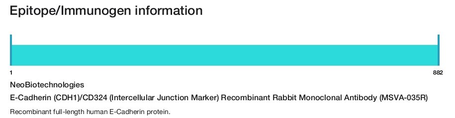 E-Cadherin (CDH1)/CD324 (Intercellular Junction Marker) Recombinant Rabbit Monoclonal Antibody (MSVA-035R)