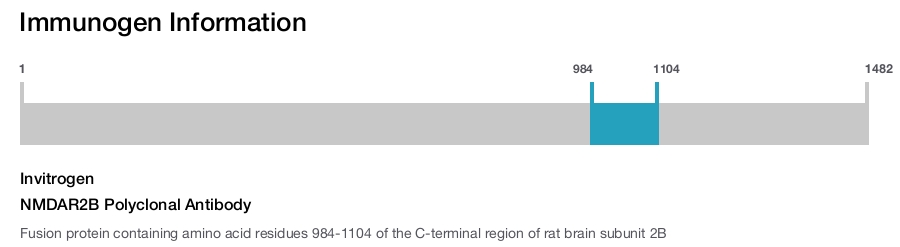 NMDAR2B Polyclonal Antibody
