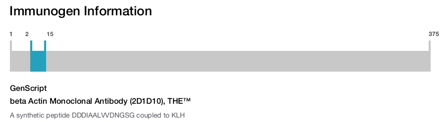 beta Actin Monoclonal Antibody (2D1D10), THE&trade;