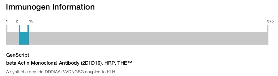 beta Actin Monoclonal Antibody (2D1D10), HRP, THE&trade;