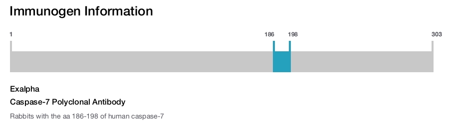 Caspase-7 Polyclonal Antibody