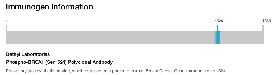 Phospho-BRCA1 (Ser1524) Polyclonal Antibody