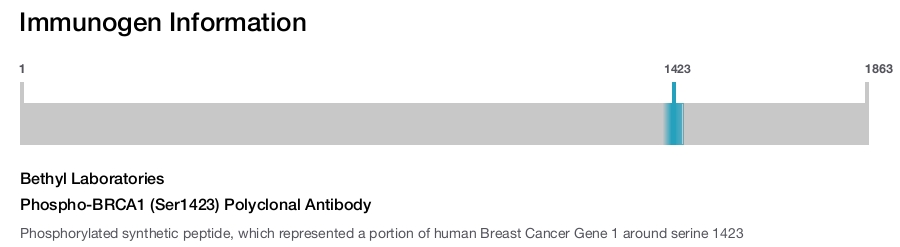 Phospho-BRCA1 (Ser1423) Polyclonal Antibody