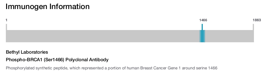 Phospho-BRCA1 (Ser1466) Polyclonal Antibody