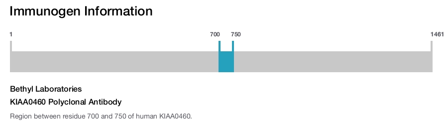 KIAA0460 Polyclonal Antibody