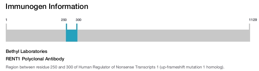 RENT1 Polyclonal Antibody