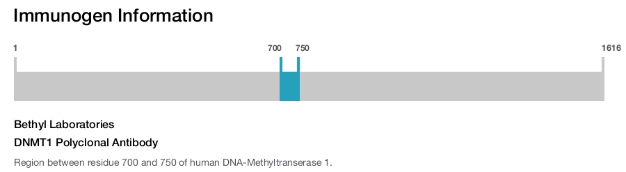 DNMT1 Polyclonal Antibody