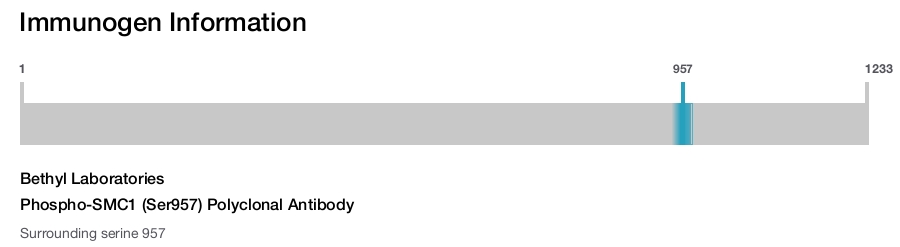 Phospho-SMC1 (Ser957) Polyclonal Antibody