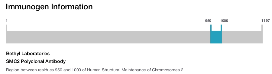 SMC2 Polyclonal Antibody