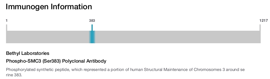 Phospho-SMC3 (Ser383) Polyclonal Antibody