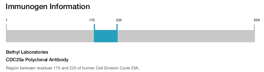 CDC25a Polyclonal Antibody