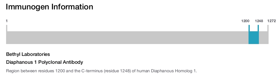 Diaphanous 1 Polyclonal Antibody