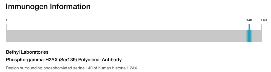 Phospho-gamma-H2AX (Ser139) Polyclonal Antibody