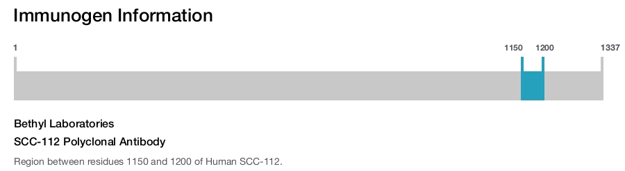 SCC-112 Polyclonal Antibody