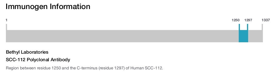 SCC-112 Polyclonal Antibody
