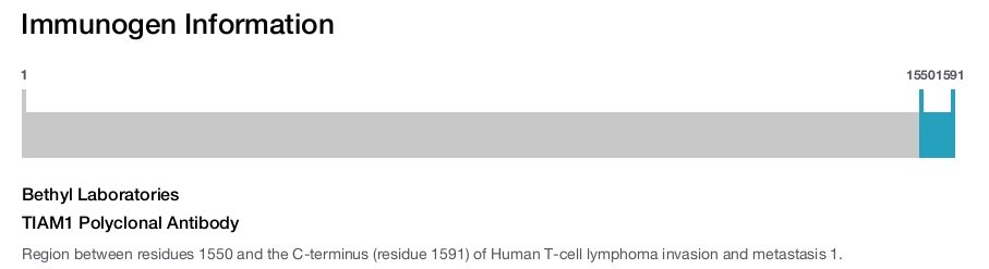 TIAM1 Polyclonal Antibody