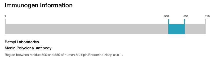 Menin Polyclonal Antibody
