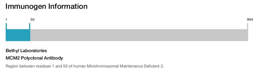 MCM2 Polyclonal Antibody