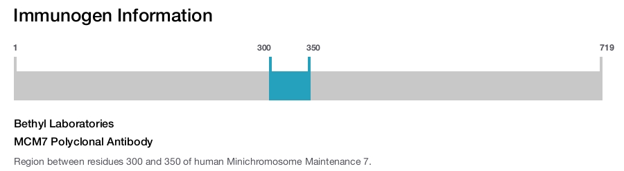 MCM7 Polyclonal Antibody