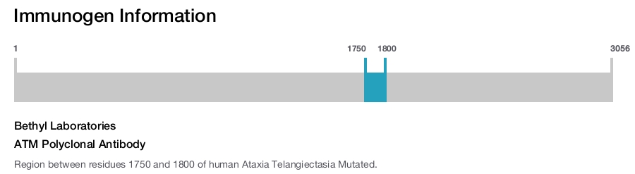 ATM Polyclonal Antibody