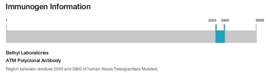 ATM Polyclonal Antibody