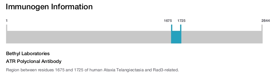 ATR Polyclonal Antibody