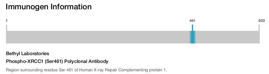 Phospho-XRCC1 (Ser461) Polyclonal Antibody