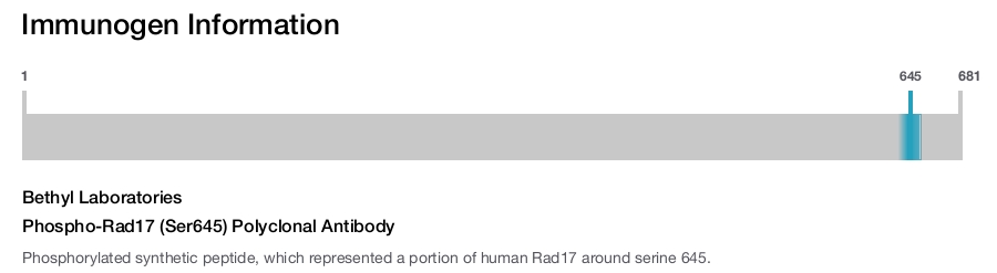 Phospho-Rad17 (Ser645) Polyclonal Antibody