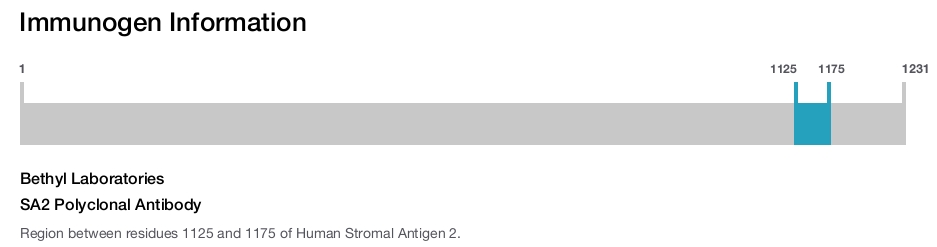 SA2 Polyclonal Antibody