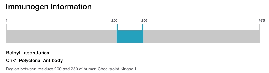 Chk1 Polyclonal Antibody