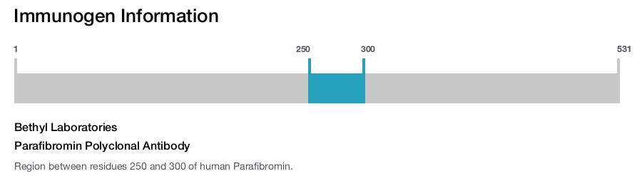 Parafibromin Polyclonal Antibody