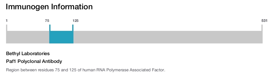 Paf1 Polyclonal Antibody