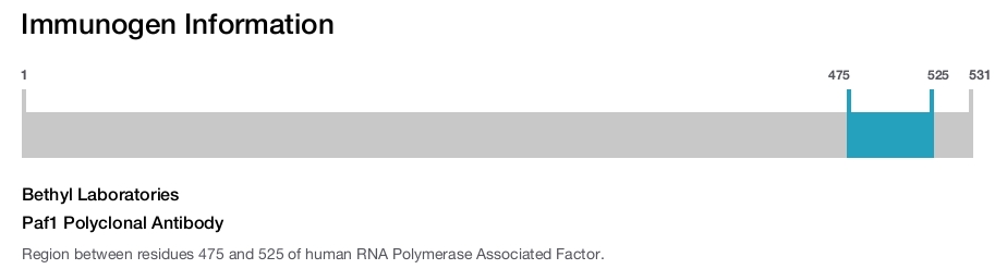 Paf1 Polyclonal Antibody