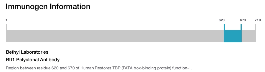 Rtf1 Polyclonal Antibody